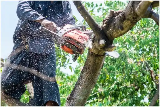 tree services Horizon City